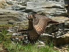 Eurasian Eagle-Owl