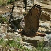 Eurasian Eagle-Owl