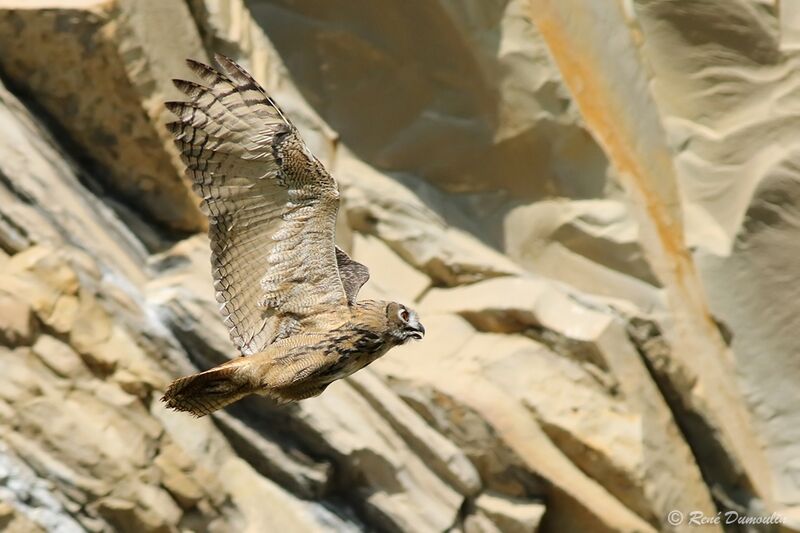 Eurasian Eagle-Owljuvenile, Flight