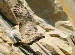 Eurasian Eagle-Owl