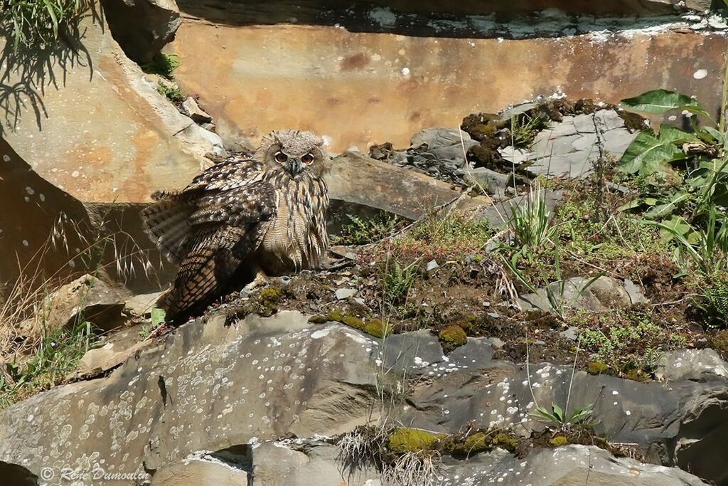 Grand-duc d'Europejuvénile, identification