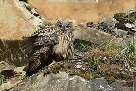 Eurasian Eagle-Owl