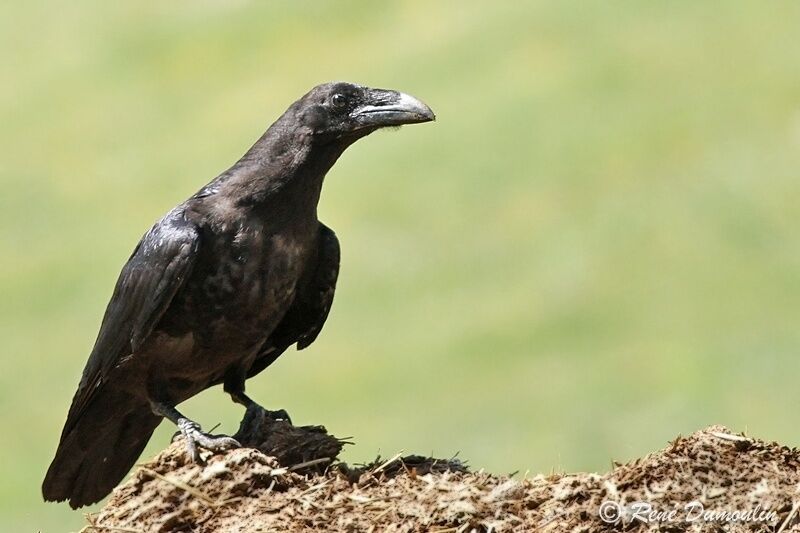 Northern Ravenimmature, identification