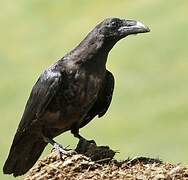 Northern Raven