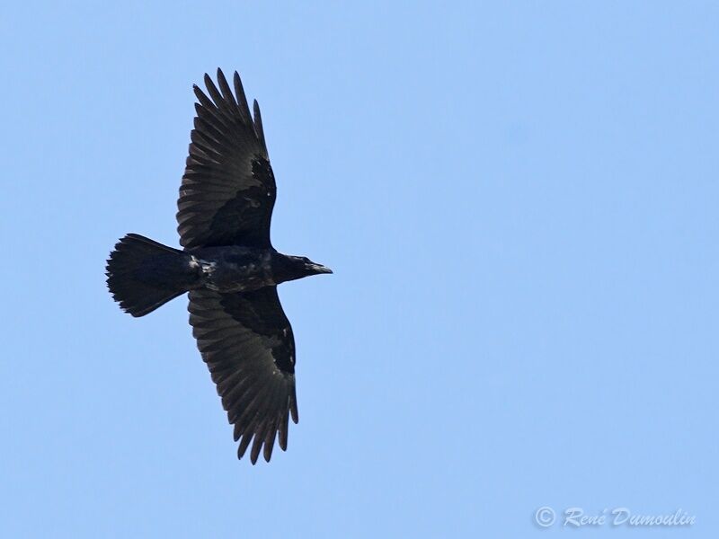 Northern Ravenimmature, Flight
