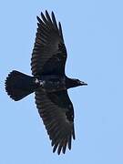 Northern Raven