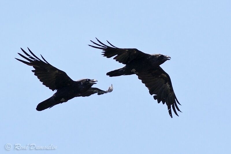 Northern Raven , identification