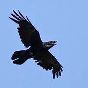 Northern Raven