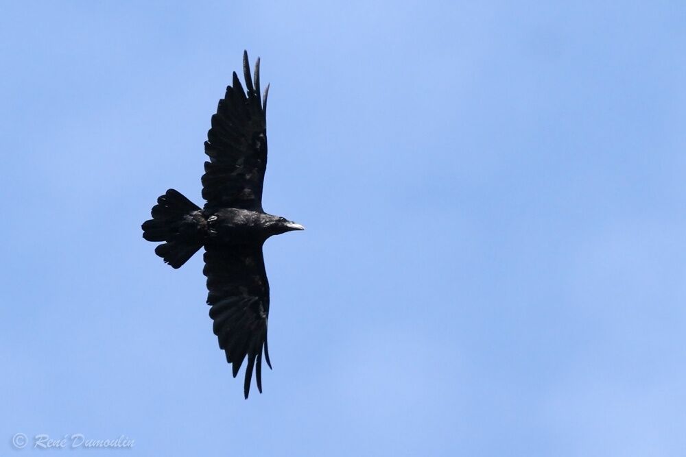 Northern Ravenadult, Flight