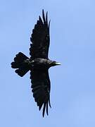 Northern Raven