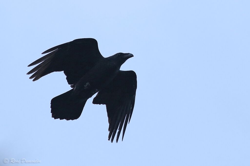 Northern Ravenadult, Flight