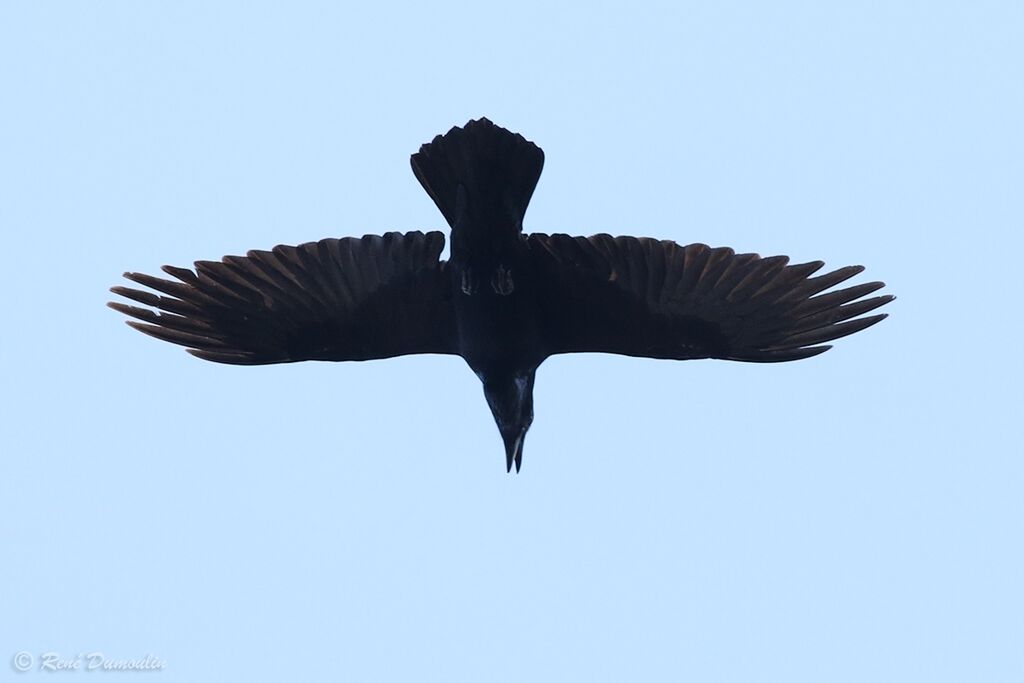 Northern Ravenadult, Flight