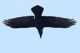 Northern Raven