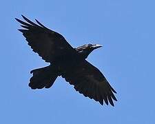 Northern Raven