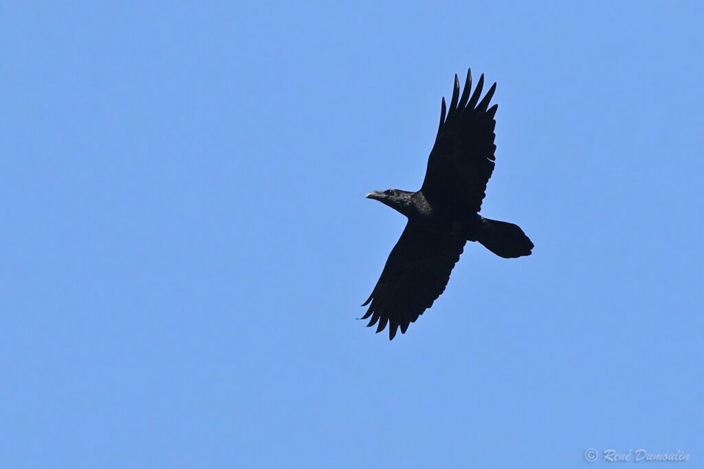 Northern Ravenadult, Flight