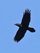 Northern Raven