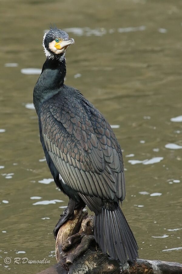 Grand Cormoranadulte transition, identification