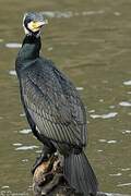 Great Cormorant