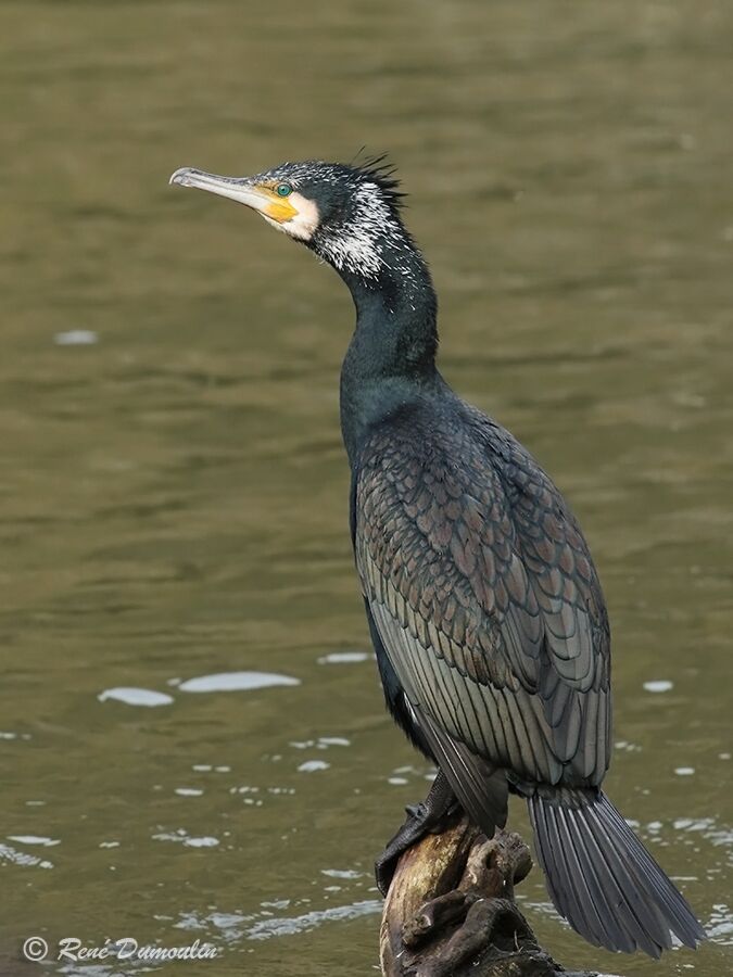 Great Cormorantadult transition, identification