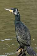 Great Cormorant