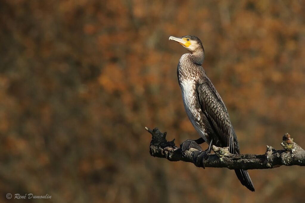 Grand Cormoranimmature, identification