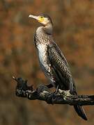 Great Cormorant