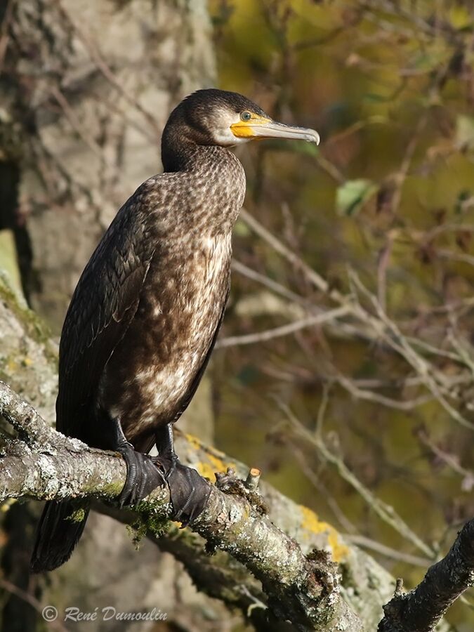 Great Cormorantimmature, identification