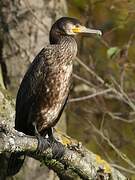 Great Cormorant