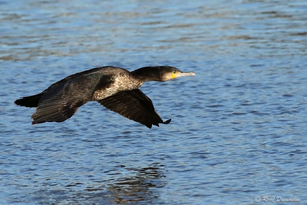 Great Cormorantimmature, Flight