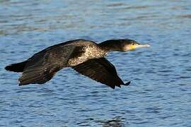 Great Cormorant