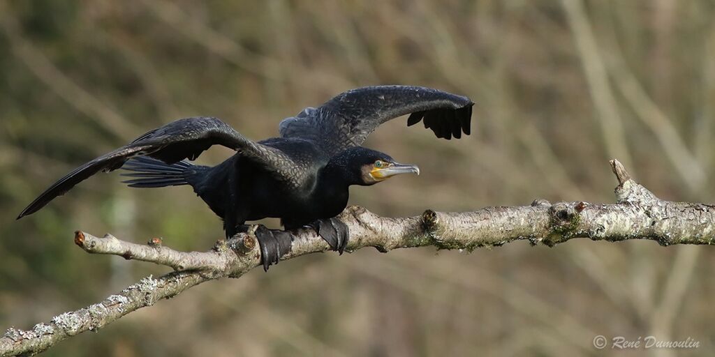 Grand Cormoranadulte, identification