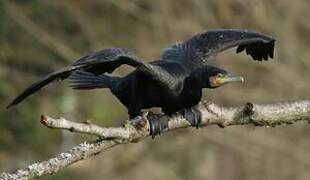 Great Cormorant