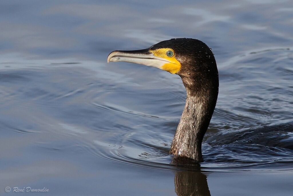 Great Cormorantimmature, close-up portrait, swimming