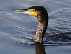 Great Cormorant