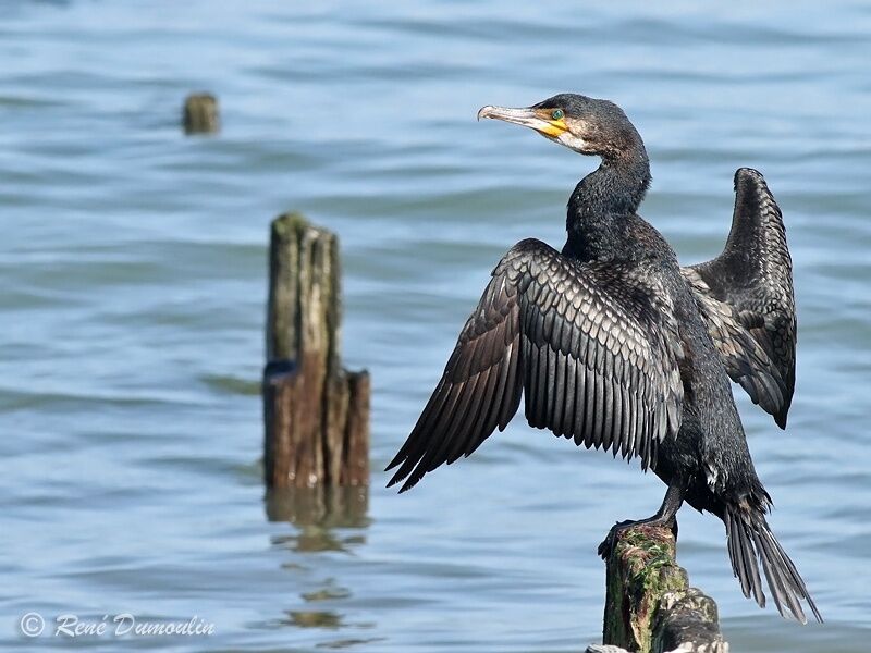 Grand Cormoranadulte, identification