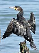 Great Cormorant