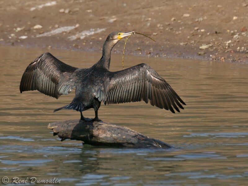 Grand Cormoranimmature