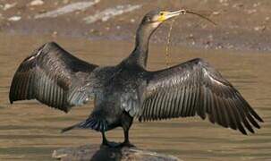 Great Cormorant