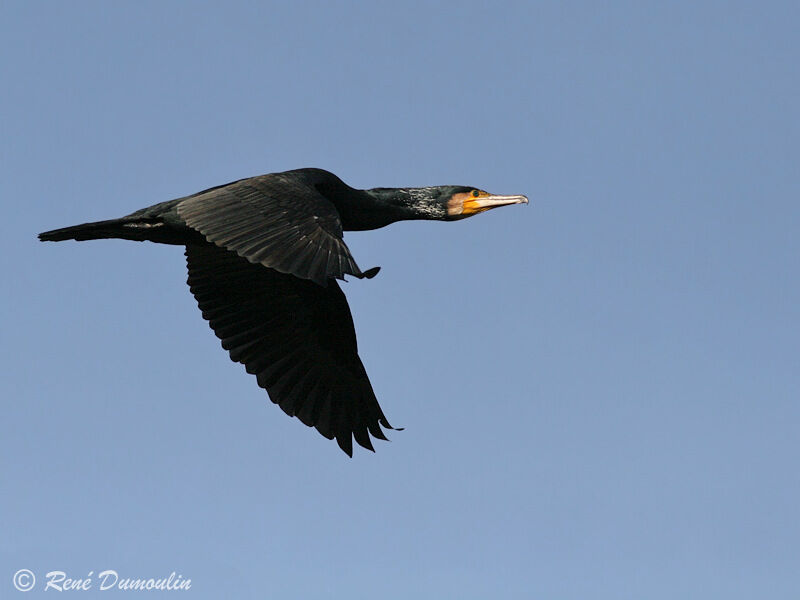 Grand Cormoranadulte