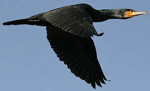 Great Cormorant