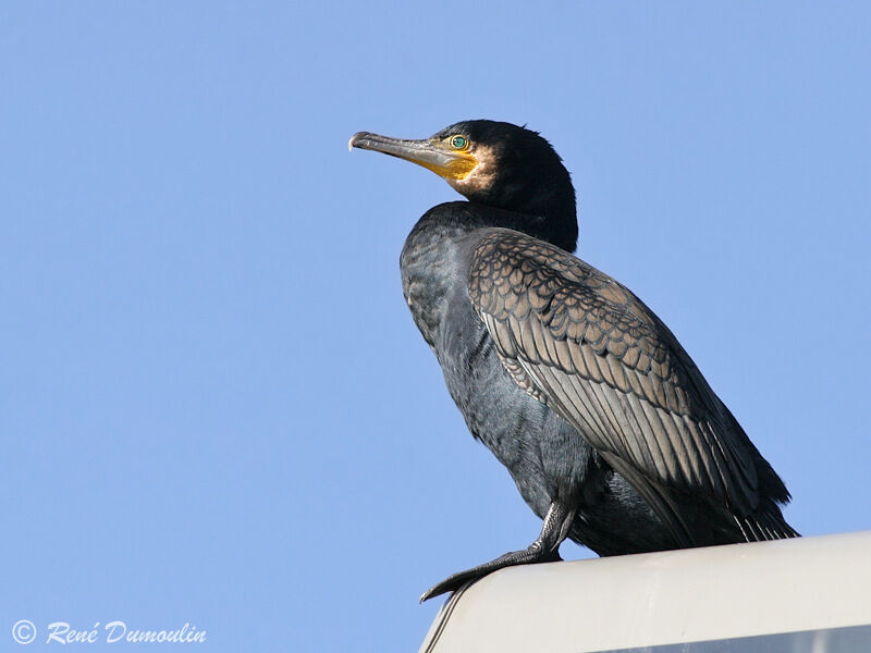 Grand Cormoranadulte internuptial