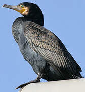 Great Cormorant