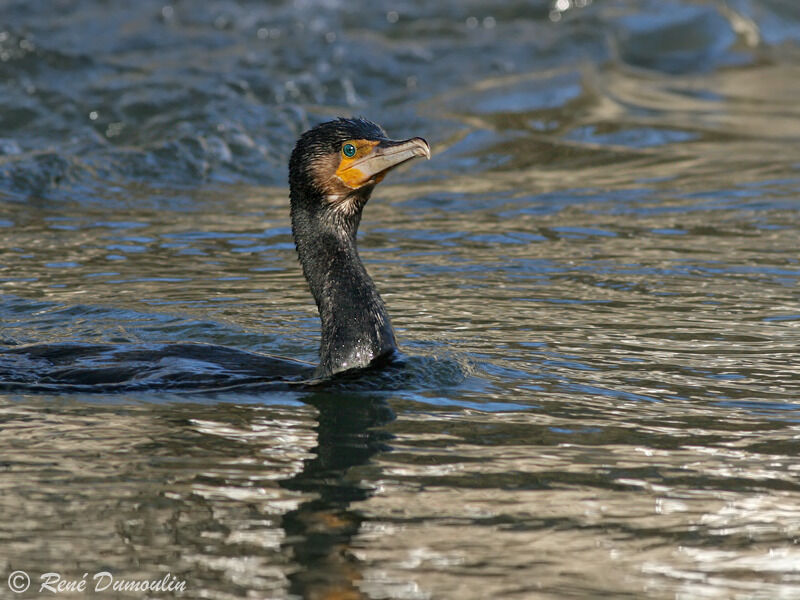 Great Cormorant