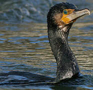 Great Cormorant