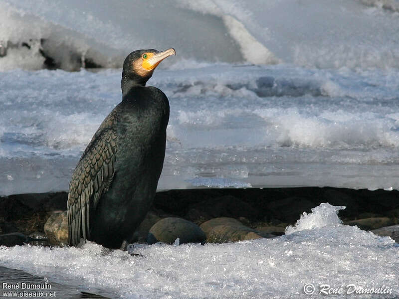 Great Cormorantadult post breeding, identification