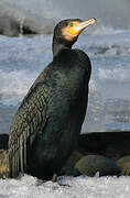 Great Cormorant