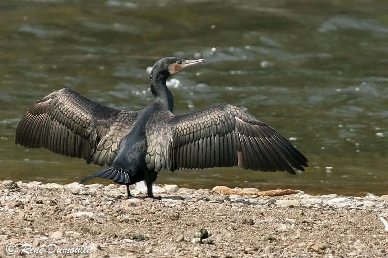 Grand Cormoransubadulte, identification, Comportement