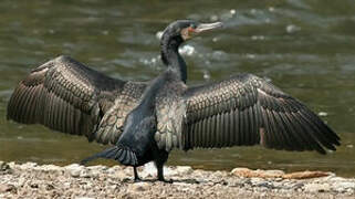 Great Cormorant