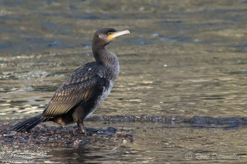 Grand Cormoranimmature, identification