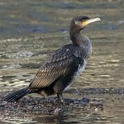 Great Cormorant